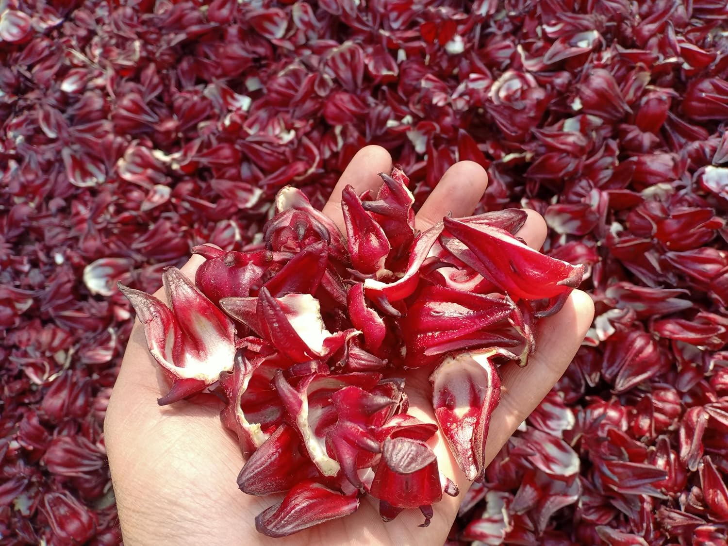 CARMEL ORGANICS Organic Hibiscus Petals Powder 28 Ounce or 1.75 Lb Indian Origin Hibiscus Powder