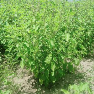 CARMEL ORGANICS Tulsi Leaves Powder 8 Ounce or 12 lb Pack of 1 Natural Tulsi Powder