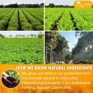 TOG999 Anti-Inflammaheb Loose Leaf Tea 100% Natural Blend of Ginger 6oz 100 cups