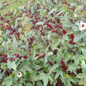 CARMEL ORGANICS Organic Hibiscus Petals Powder 28 Ounce or 1.75 Lb Indian Origin Hibiscus Powder