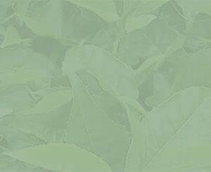 Davidson's Organics Anti Inflammation 100 count Unwrapped Tea Bags