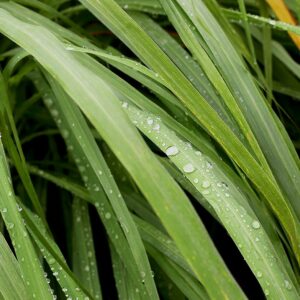 Food to Live Dried Lemongrass Leaves 4 Ounces Cut Lemon Grass Herb Perfect for Herbal Tea