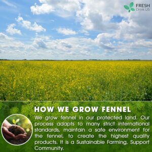 FreshDrinkUS Premium 75 Fennel Seed Tea Bags 100% Natural & Pure No Sugar No Caffeine