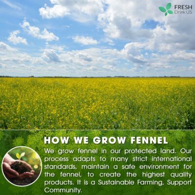 FreshDrinkUS Premium 75 Fennel Seed Tea Bags 100% Natural & Pure No Sugar No Caffeine