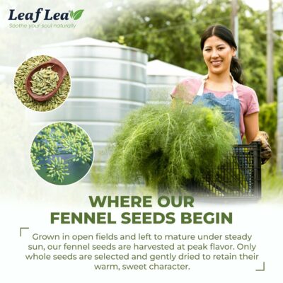 LeafLea 40 Fennel Tea Bags 100% Natural & Pure Fennel Seed Tea Caffeine Free
