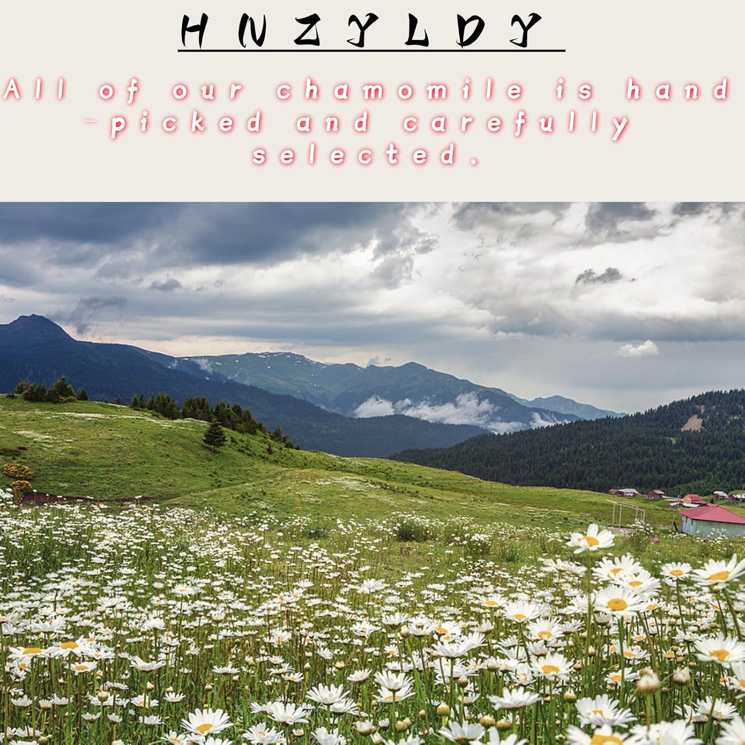 Loose Chamomile Tea Flowers 5.2 oz Dried & Fragrant for Floral Tea Blends