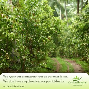 Organic Ceylon cinnamon tea bags