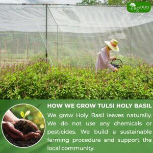 TOG999 Premium 120 Holy Basil Leaf Tea Bags 100% Natural & Pure Loose Leaf Herbal Tea No Caffeine