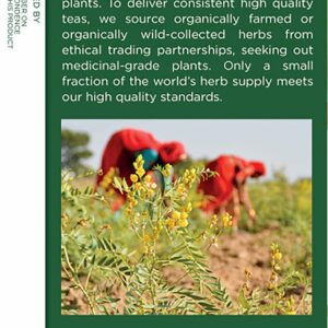 Traditional Medicinals Organic Fennel Herbal Tea Pack of 2 32 Tea Bags Total