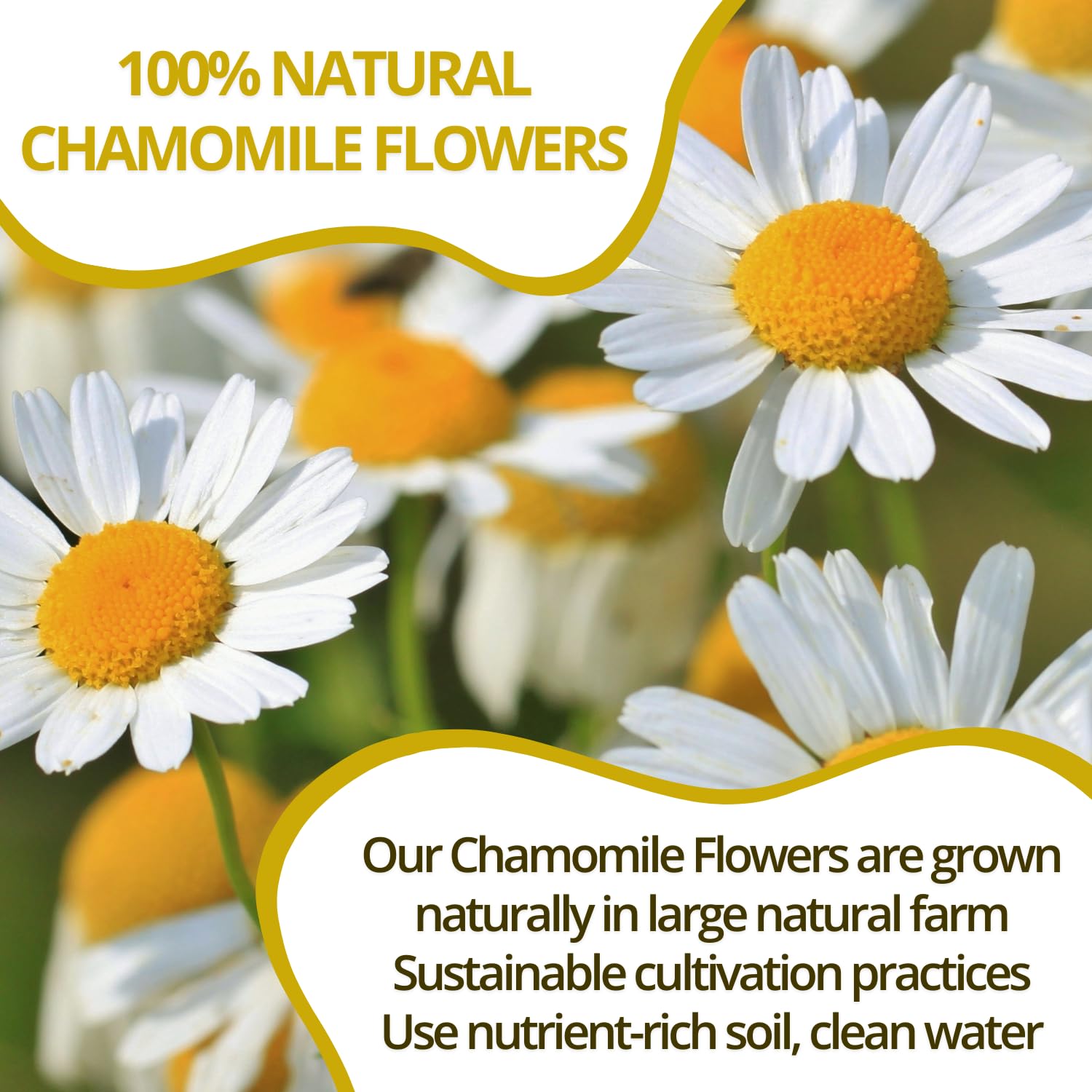 VIDA FARM Chamomile Tea Bags Natural Chamomile Flowers 100 Tea Bags