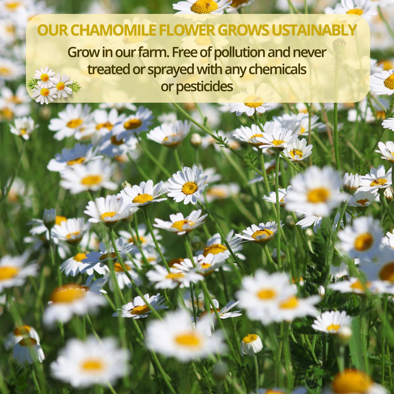 VIDA FARM Chamomile Tea Bags Natural Chamomile Flowers 100 Tea Bags