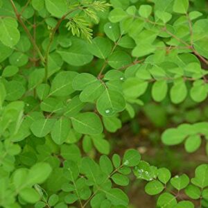 Moringa Tea Organic 100 Bags All natural Antioxidant rich Energy Booster