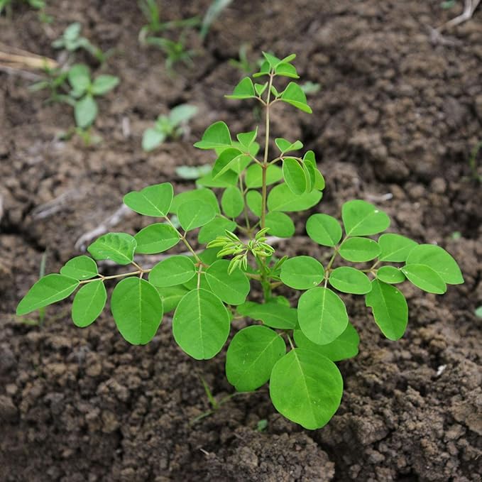 Moringa Tea Organic 100 Bags All natural Antioxidant rich Energy Booster