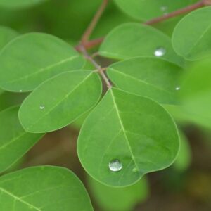 Moringa Tea Organic 100 Bags All natural Antioxidant rich Energy Booster