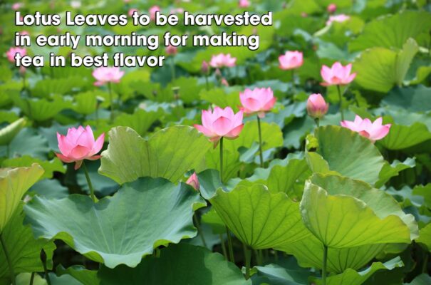 Fermented Lotus Leaf Tea Bags Support for Blood Pressure & Cholesterol Detox Cleanse Loose Leaf Tea