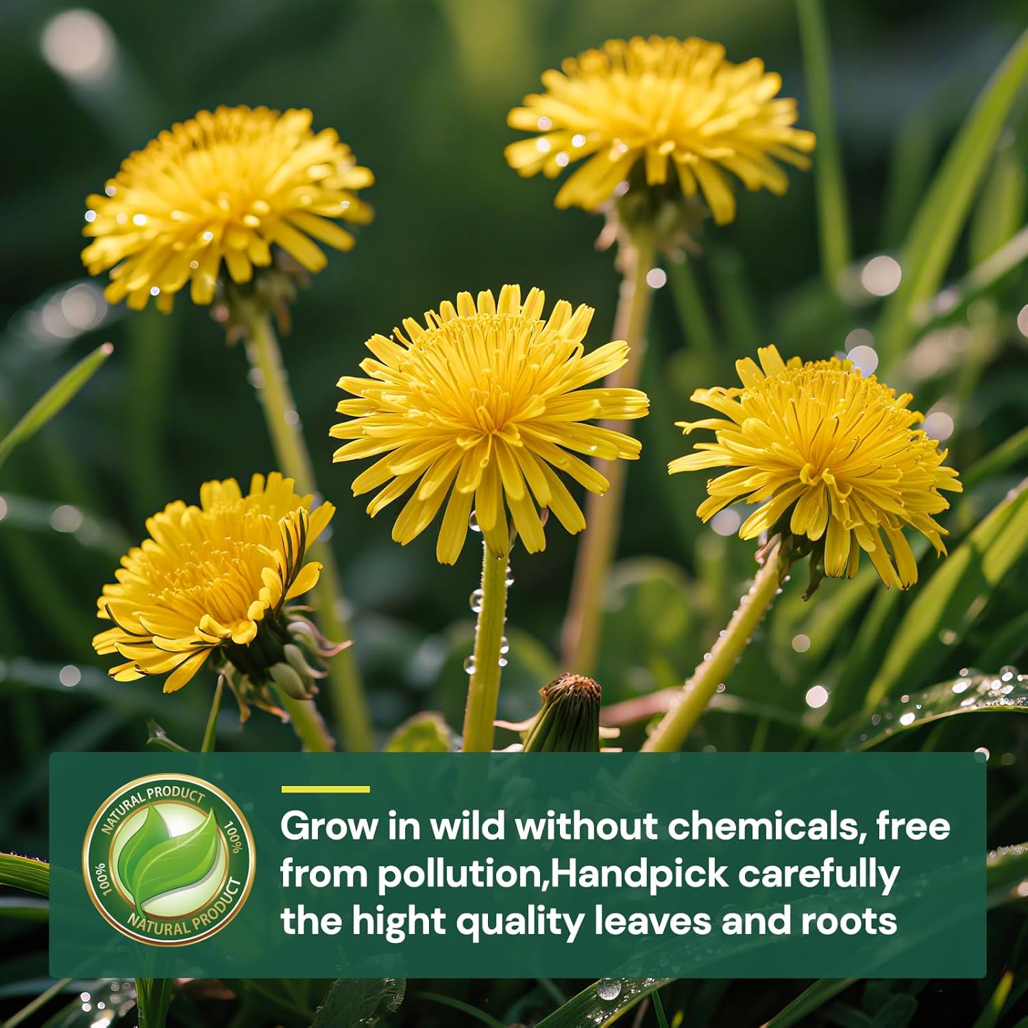 Dandelion Leaf and Root Tea Bag Natural Dandelion Roasted Herbal Detox Teabag for Liver & Kidney Health 100 Teabags