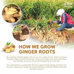 Indochine Blends Ginger Tea 100 Tea Bags with Bamboo Tongs