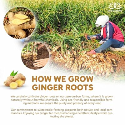 Indochine Blends Ginger Tea 100 Tea Bags with Bamboo Tongs