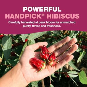HANDPICK Organic Hibiscus Tea Bags 100 Tea Bags