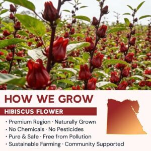 Hibiscus Tea Bags Hibiscus Flower Herbal Tea 50 Teabags
